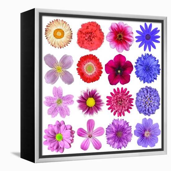 Big Selection Of Colorful Flowers Isolated On White Background-tr3gi-Framed Stretched Canvas