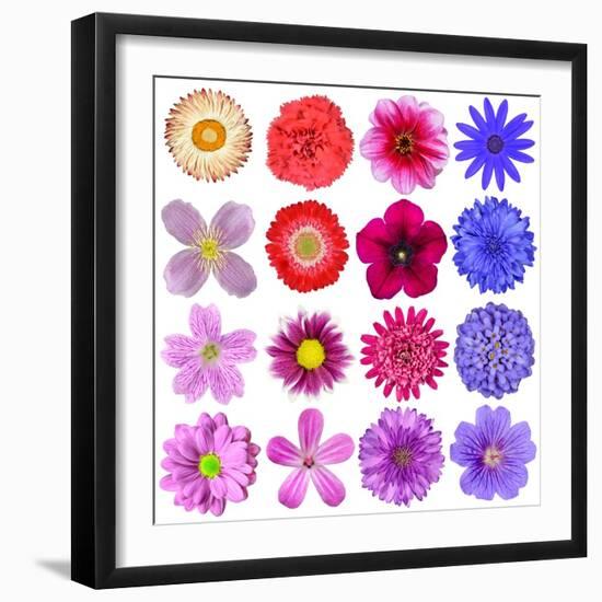Big Selection Of Colorful Flowers Isolated On White Background-tr3gi-Framed Premium Giclee Print