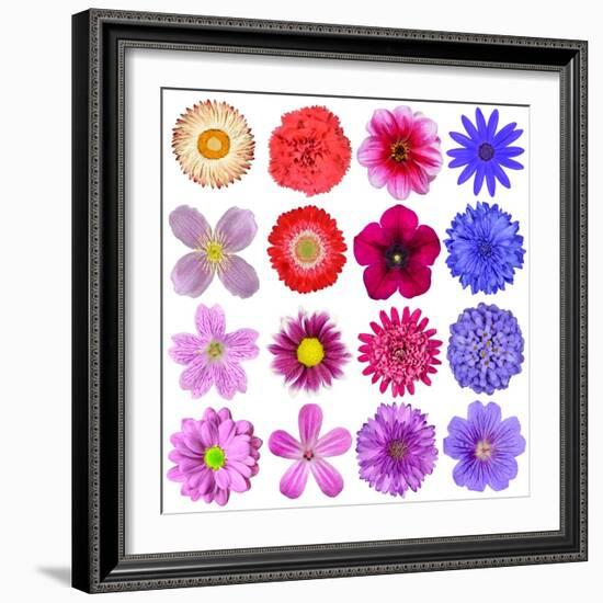 Big Selection Of Colorful Flowers Isolated On White Background-tr3gi-Framed Premium Giclee Print