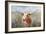 Big Sky Longhorn Sunset-Danhui Nai-Framed Art Print