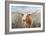 Big Sky Longhorn Sunset-Danhui Nai-Framed Premium Giclee Print