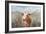 Big Sky Longhorn Sunset-Danhui Nai-Framed Premium Giclee Print