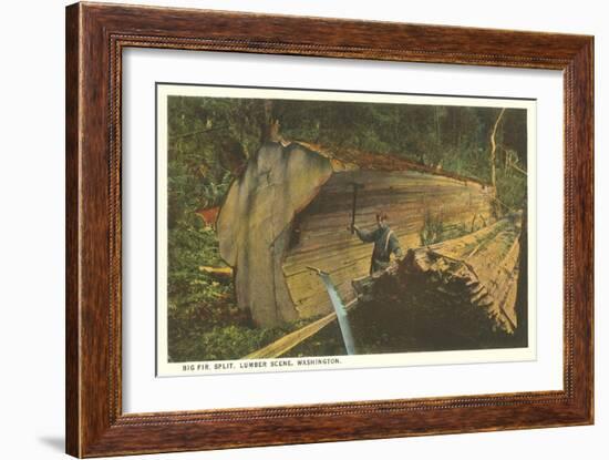 Big Split Fir, Washington-null-Framed Art Print