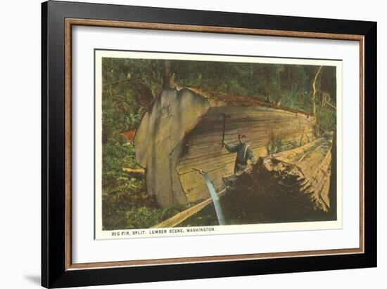 Big Split Fir, Washington-null-Framed Art Print