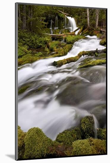 Big Spring Creek Falls, Gifford Pinchot National Forest, Washington, United States of America-James Hager-Mounted Photographic Print