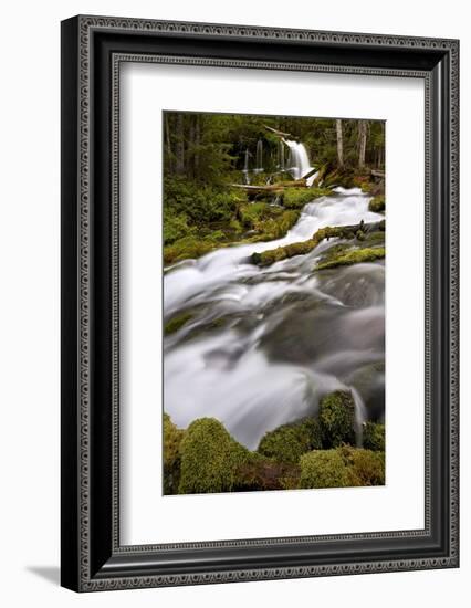 Big Spring Creek Falls, Gifford Pinchot National Forest, Washington, United States of America-James Hager-Framed Photographic Print