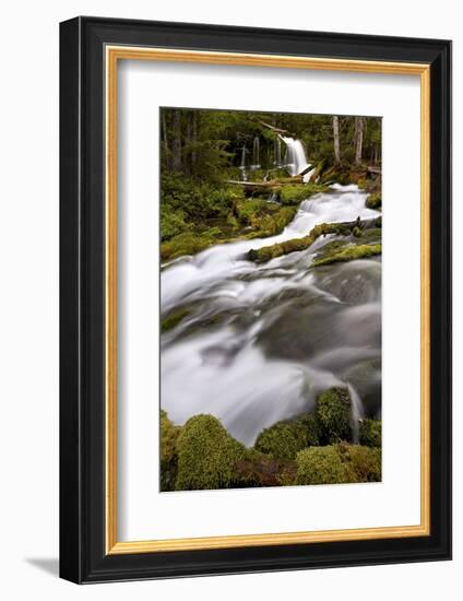 Big Spring Creek Falls, Gifford Pinchot National Forest, Washington, United States of America-James Hager-Framed Photographic Print