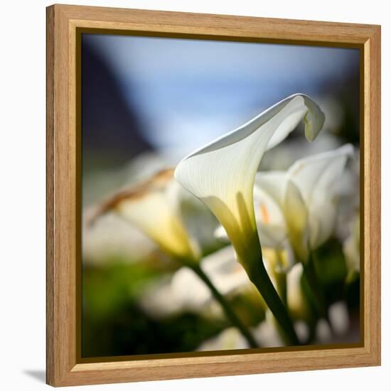 Big Sur Callas-Ursula Abresch-Framed Premier Image Canvas