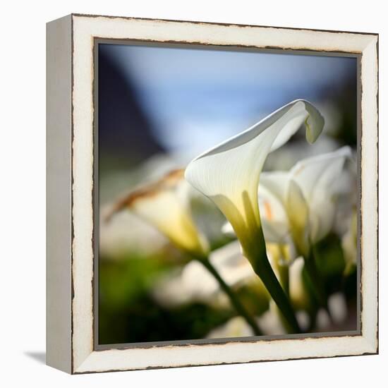 Big Sur Callas-Ursula Abresch-Framed Premier Image Canvas