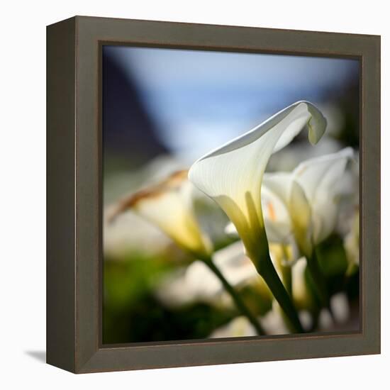 Big Sur Callas-Ursula Abresch-Framed Premier Image Canvas