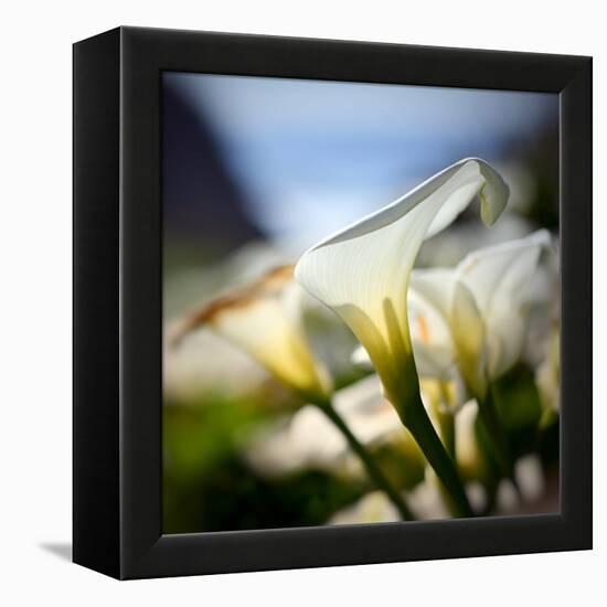 Big Sur Callas-Ursula Abresch-Framed Premier Image Canvas