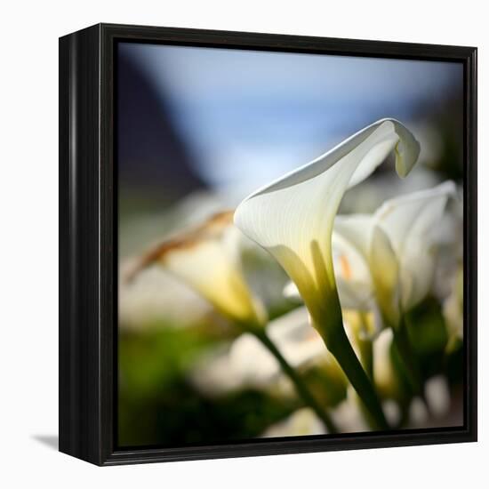 Big Sur Callas-Ursula Abresch-Framed Premier Image Canvas