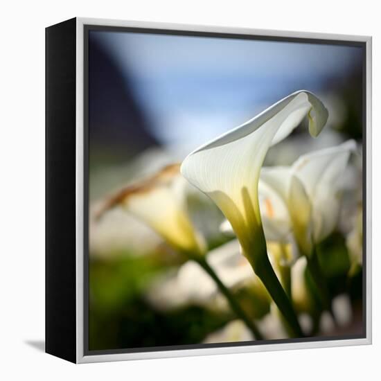 Big Sur Callas-Ursula Abresch-Framed Premier Image Canvas