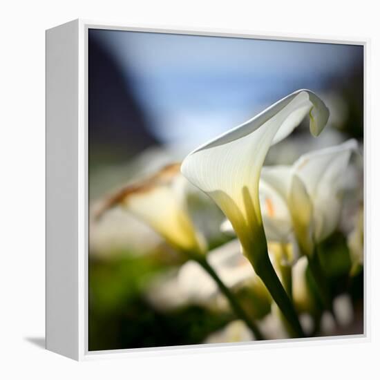 Big Sur Callas-Ursula Abresch-Framed Premier Image Canvas