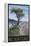 Big Sur Coast, California - Lone Cypress Tree-Lantern Press-Framed Stretched Canvas