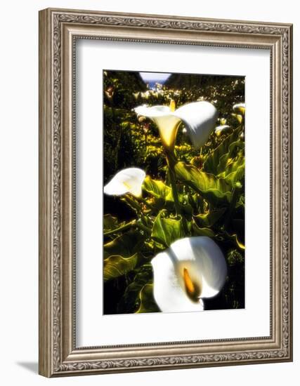 Big Sur Coast Lilies-George Oze-Framed Photographic Print