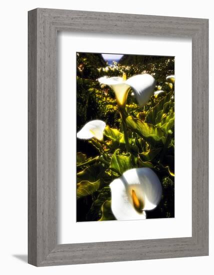 Big Sur Coast Lilies-George Oze-Framed Photographic Print