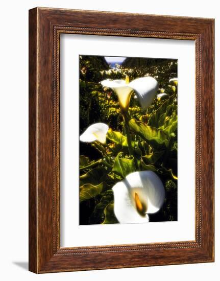 Big Sur Coast Lilies-George Oze-Framed Photographic Print