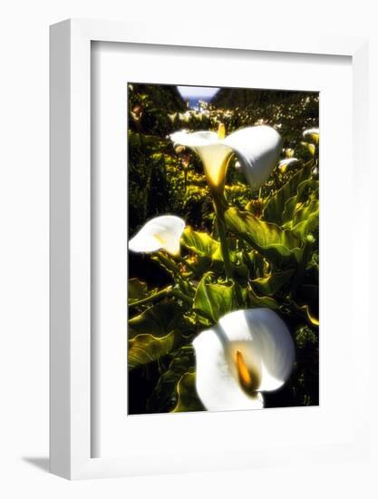 Big Sur Coast Lilies-George Oze-Framed Photographic Print