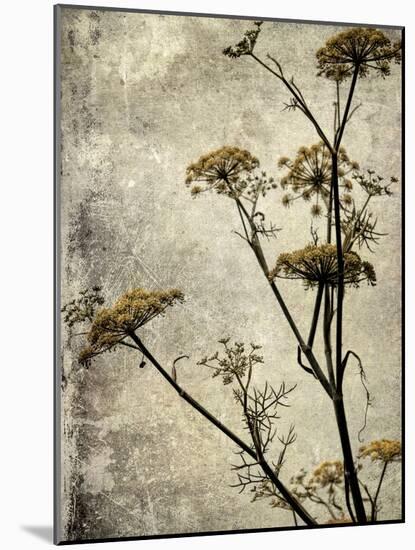 Big Sur Yarrow I-Honey Malek-Mounted Art Print