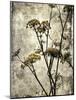 Big Sur Yarrow II-Honey Malek-Mounted Art Print