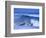 Big Surf at Papohaku Beach, Molokai, Hawaii, USA-Karl Lehmann-Framed Photographic Print