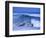 Big Surf at Papohaku Beach, Molokai, Hawaii, USA-Karl Lehmann-Framed Photographic Print