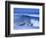 Big Surf at Papohaku Beach, Molokai, Hawaii, USA-Karl Lehmann-Framed Photographic Print