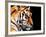 Big Tiger on a Black Background-ANP-Framed Photographic Print