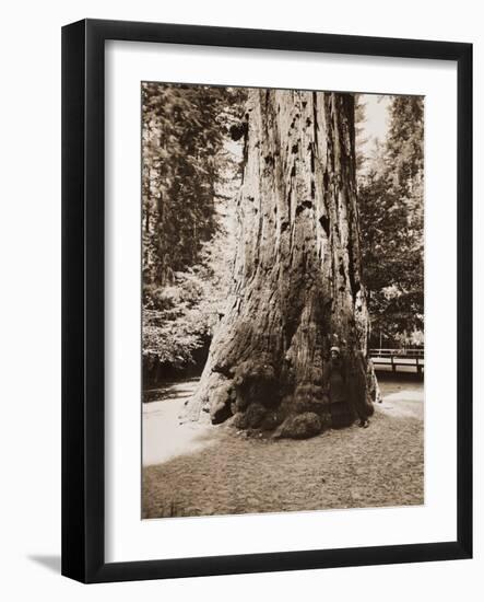 Big Tree Felton (Redwood), Santa Cruz, California, 1880s-Carleton Watkins-Framed Art Print