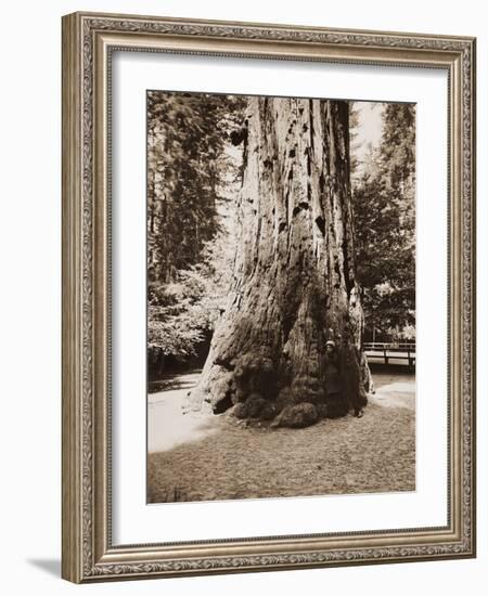 Big Tree Felton (Redwood), Santa Cruz, California, 1880s-Carleton Watkins-Framed Art Print