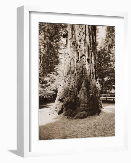 Big Tree Felton (Redwood), Santa Cruz, California, 1880s-Carleton Watkins-Framed Art Print