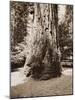 Big Tree Felton (Redwood), Santa Cruz, California, 1880s-Carleton Watkins-Mounted Art Print