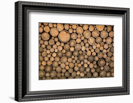 Big Wall of Stacked Wood Logs Showing Natural Discoloration-badboo-Framed Photographic Print