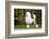 Big White Poodle Stands on the Path in the Park. Exterior-Dulova Olga-Framed Photographic Print