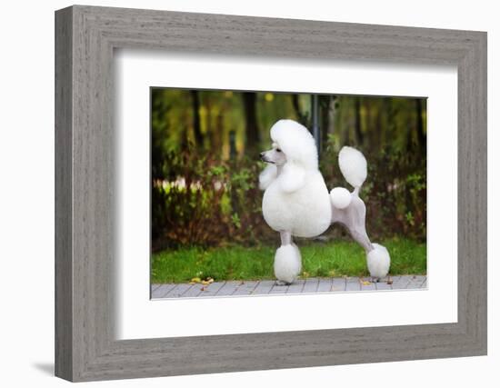 Big White Poodle Stands on the Path in the Park. Exterior-Dulova Olga-Framed Photographic Print