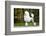 Big White Poodle Stands on the Path in the Park. Exterior-Dulova Olga-Framed Photographic Print