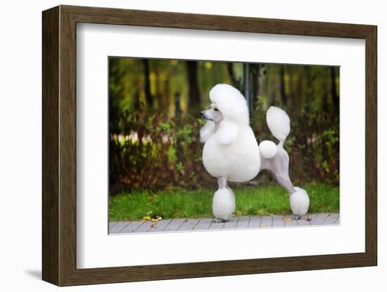 Big White Poodle Stands on the Path in the Park. Exterior-Dulova Olga-Framed Photographic Print