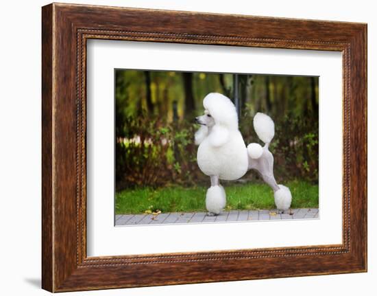 Big White Poodle Stands on the Path in the Park. Exterior-Dulova Olga-Framed Photographic Print