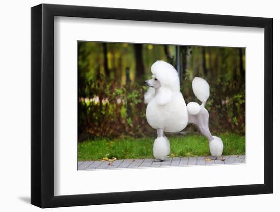 Big White Poodle Stands on the Path in the Park. Exterior-Dulova Olga-Framed Photographic Print