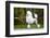 Big White Poodle Stands on the Path in the Park. Exterior-Dulova Olga-Framed Photographic Print