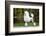 Big White Poodle Stands on the Path in the Park. Exterior-Dulova Olga-Framed Photographic Print