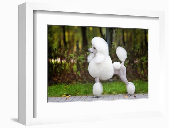 Big White Poodle Stands on the Path in the Park. Exterior-Dulova Olga-Framed Photographic Print