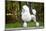 Big White Poodle Stands on the Path in the Park. Exterior-Dulova Olga-Mounted Photographic Print
