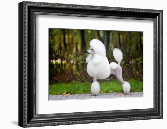 Big White Poodle Stands on the Path in the Park. Exterior-Dulova Olga-Framed Photographic Print