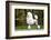 Big White Poodle Stands on the Path in the Park. Exterior-Dulova Olga-Framed Photographic Print