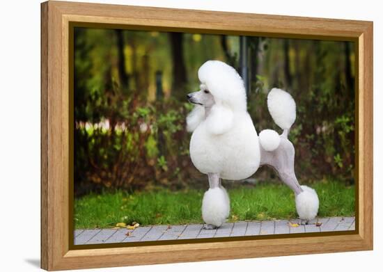 Big White Poodle Stands on the Path in the Park. Exterior-Dulova Olga-Framed Premier Image Canvas