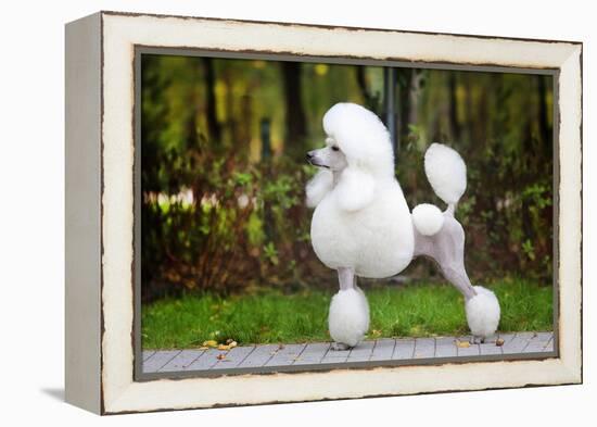 Big White Poodle Stands on the Path in the Park. Exterior-Dulova Olga-Framed Premier Image Canvas