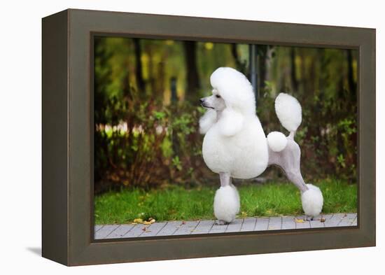 Big White Poodle Stands on the Path in the Park. Exterior-Dulova Olga-Framed Premier Image Canvas