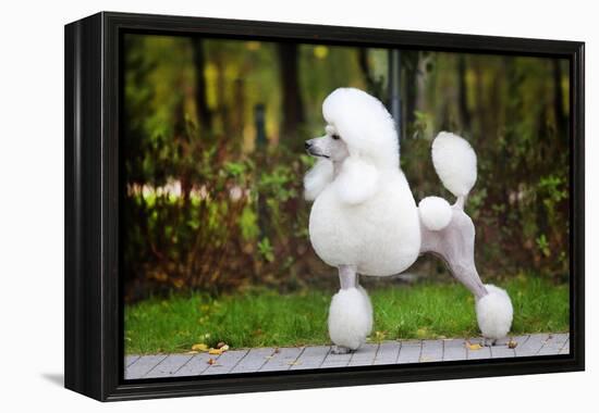 Big White Poodle Stands on the Path in the Park. Exterior-Dulova Olga-Framed Premier Image Canvas